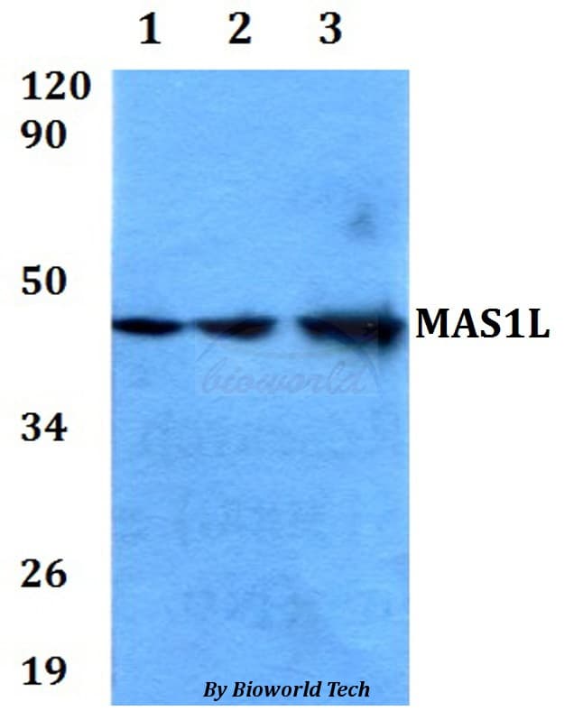 Polyclonal Rabbit anti-Human MAS1L / MRG Antibody (WB)