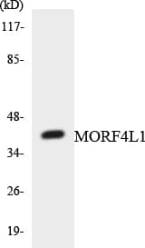 Polyclonal Rabbit anti-Human MORF4L1 / MRG15 Antibody (aa7-56, WB)