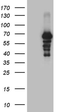 PRODH Antibody (clone OTI1H6, Carrier-free)