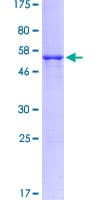Human CD40L Protein (Recombinant GST)