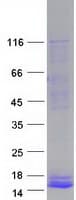 Human PPY / Pancreatic Polypeptide Protein (Recombinant Myc-DDK (Flag))