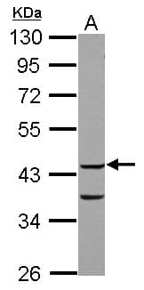 COPS3 / CSN3 Antibody