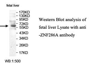 ZNF286A Antibody (aa102-354)