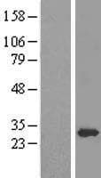 EF1B / EEF1B2 Protein (Over-Expression Lysate Myc-DDK (Flag))