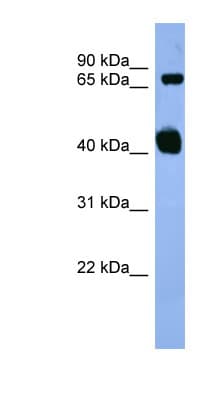 Polyclonal Rabbit anti-Mouse APBB1 / FE65 Antibody (aa197-246, WB)