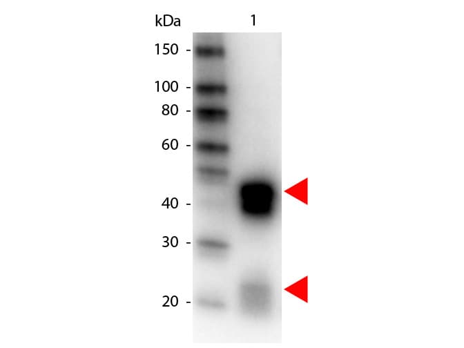 Polyclonal Donkey Anti-Rabbit IgG Secondary Antibody (HRP, IHC, WB)