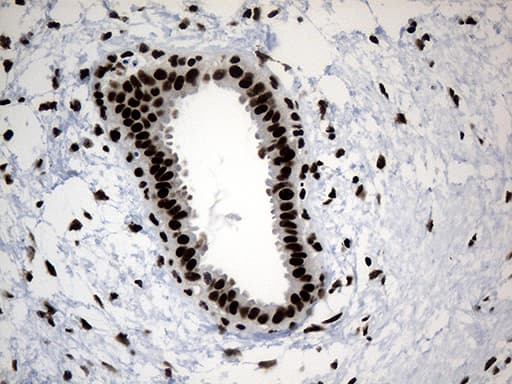 POLR2A / RNA polymerase II Antibody (aa1351-1614, clone OTI3C8, Carrier-free)