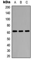 PDP1 Antibody (Internal)