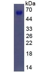 Human SPP1 / Osteopontin Protein (Recombinant)