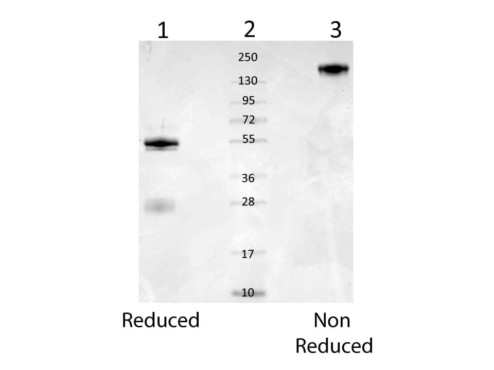 ALB / Serum Albumin Antibody