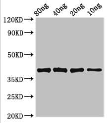 LexA Antibody