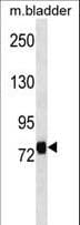 LRRC4C Antibody (aa316-343)