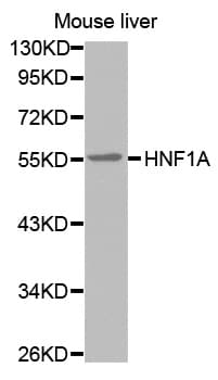 HNF1A / HNF1 Antibody