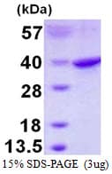 Human RPS3A / Ribosomal Protein S3A (Recombinant His)