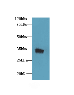 Polyclonal Rabbit anti-Human KSP32 / MIOX Antibody (WB)