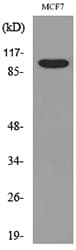 Polyclonal Rabbit anti-Human SEMA4D / Semaphorin 4D / CD100 Antibody (WB)
