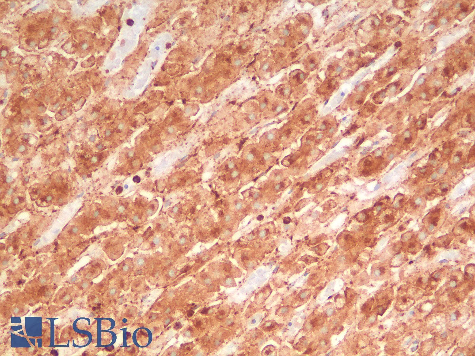 PathPlus™ CD63 Antibody (clone LAMP3/2990R)