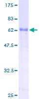 Human ATF1 Protein (Recombinant GST)