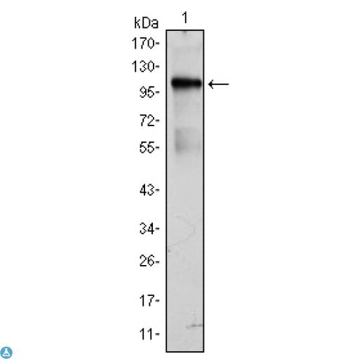Monoclonal Mouse anti-Human ETK / BMX Antibody (WB)