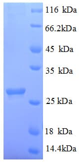 Arabidopsis thaliana Abscisic Acid Receptor PYL1 Protein (Recombinant His)