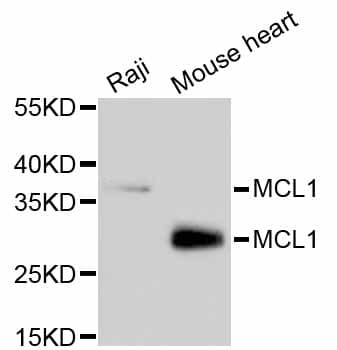 MCL1 / MCL 1 Antibody