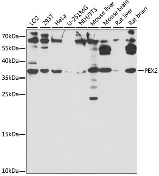 PEX2 / PAF-1 Antibody