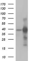 UPRT Antibody (clone OTI3A3, Carrier-free)