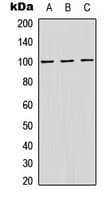 ATP1A1 Antibody (N-Terminus)