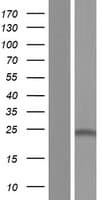 CD164L2 Protein (Over-Expression Lysate Myc-DDK (Flag))