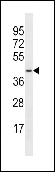 Polyclonal Rabbit anti-Human MGAT4D Antibody (aa346-372, WB)