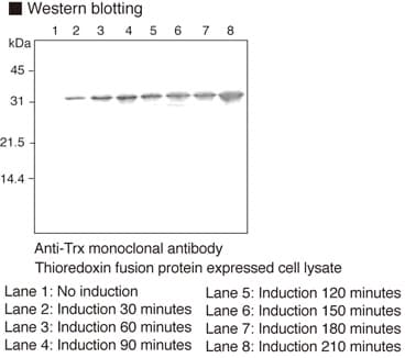 Monoclonal Mouse anti-E. coli TXN / Thioredoxin / TRX Antibody (clone 2C9, WB)