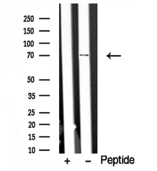 DYRK / DYRK1A Antibody