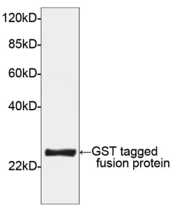 GST Tag Antibody (HRP)