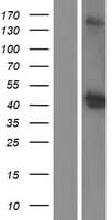OGG1 Protein (Over-Expression Lysate Myc-DDK (Flag))