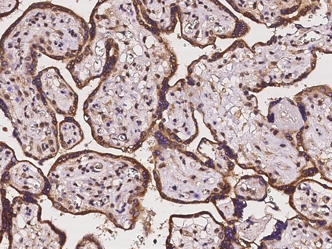 ZSCAN5C Antibody