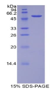 Rat MtTFA / TFAM Protein (Recombinant His-GST)
