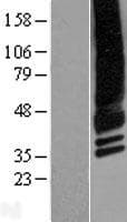 Human CACNG4 Protein (Over-Expression Lysate Myc-DDK (Flag))