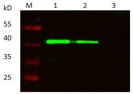 KRT19 / CK19 / Cytokeratin 19 Antibody (clone 3D5-F3-F2, Preservative Free, Biotin)