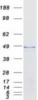 Human USP2 Protein (Recombinant Myc-DDK (Flag))