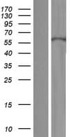 KRT71 / Keratin 71 Protein (Over-Expression Lysate Myc-DDK (Flag))