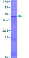 Human OR51I2 Protein (Recombinant GST)