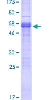 Human PRGP1 / PRRG1 Protein (Recombinant GST)