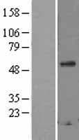 SCG3 / Secretogranin 3 Protein (Over-Expression Lysate Myc-DDK (Flag))