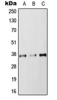 RAB36 Antibody (Internal)