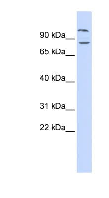 DAGLB Antibody (aa216-265)