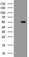CHN1 Antibody (clone OTI2D10, Carrier-free)
