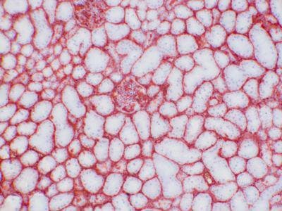 Monoclonal Mouse anti-Porcine A2M / Alpha-2-Macroglobulin Antibody (clone PAM-F101, IHC, WB)