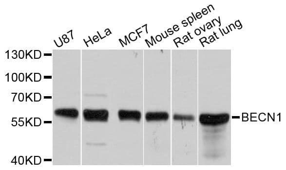 BECN1 / Beclin-1 Antibody