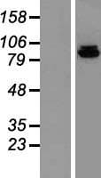 Human POLI Protein (Over-Expression Lysate Myc-DDK (Flag))