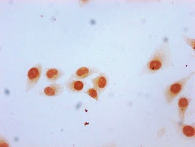 Polyclonal Rabbit anti-Human HIST1H2BN Antibody (IHC, IF, WB)